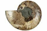 Cut & Polished Ammonite Fossil (Half) - Madagascar #308620-1